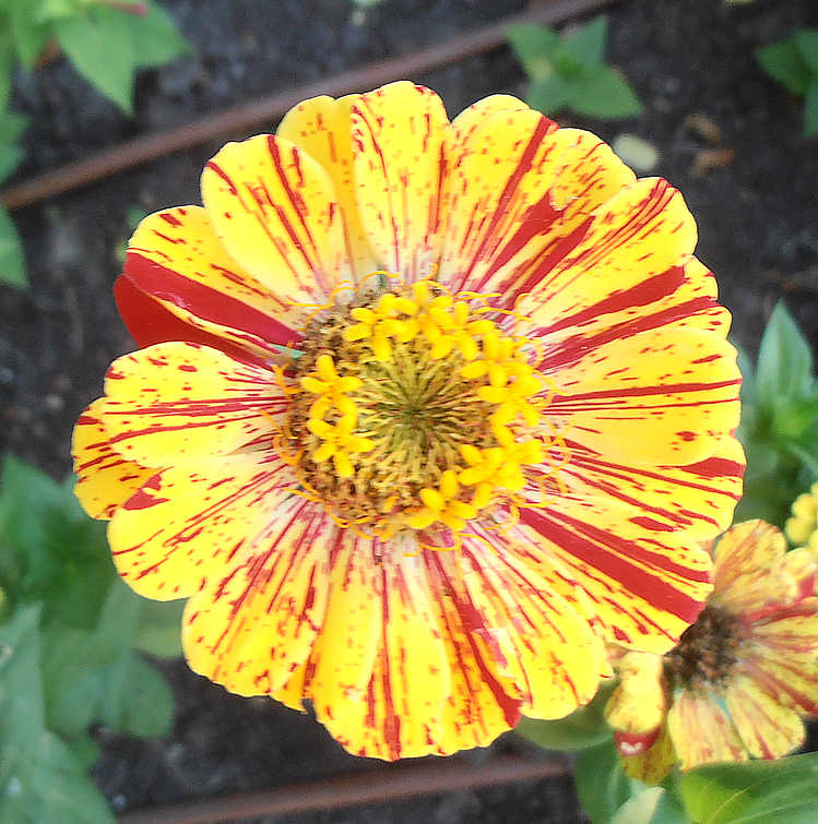 シルクスクリーン　JOHN BOTZ ジョン ボッチ　Zinnia Garden Amazon.co.jp: 版画 シルクスクリーン JOHN BOTZ ジョン ボッチ